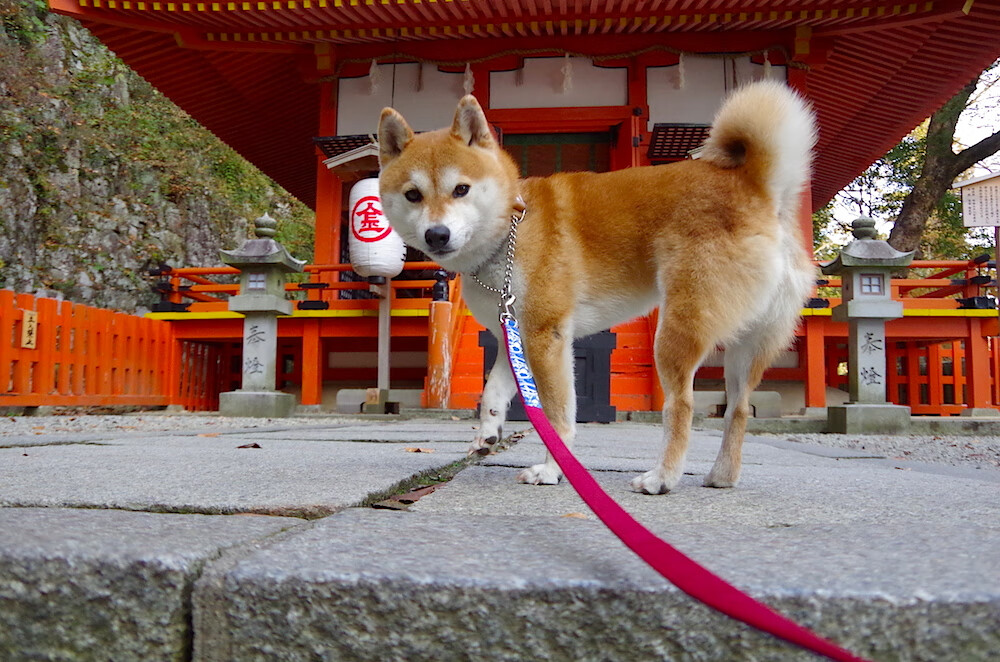 冰川之心，恩佐的远射如何冻结比利时黄金一代