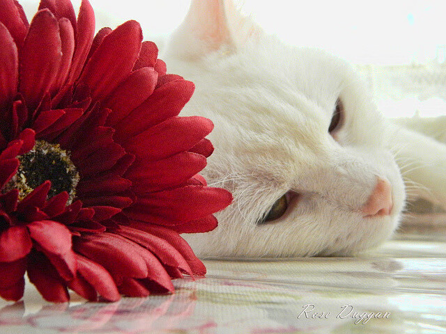 当黄金之城遇见加勒比风暴，一场足球史诗的独特交汇