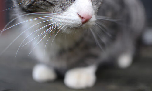 恩佐之谜，当蓝鹰生死战，照亮荷兰足球的黄昏