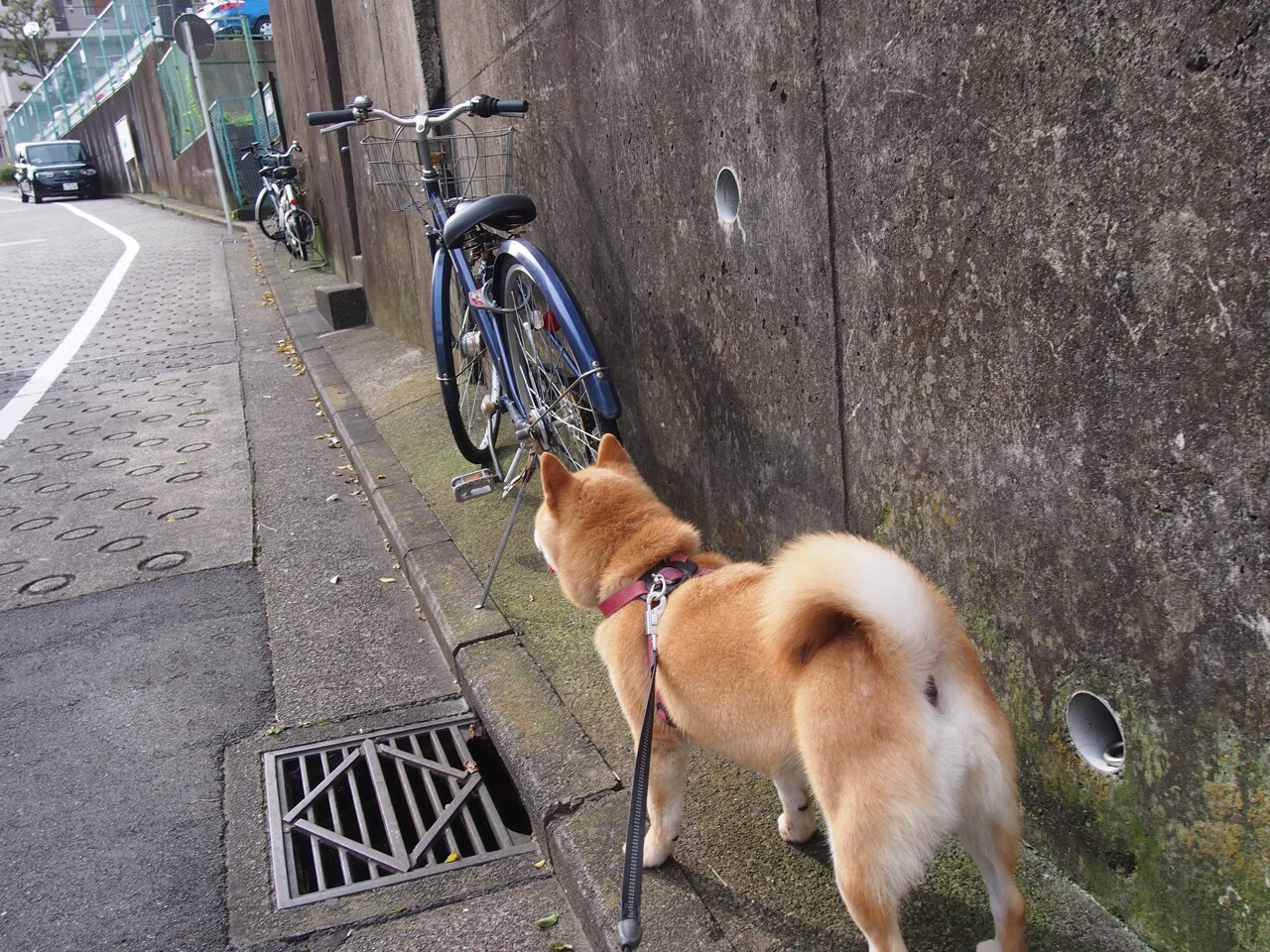 2024年度欧洲足坛焦点战，曼城逆转完胜多特蒙德，战术与意志的双重胜利