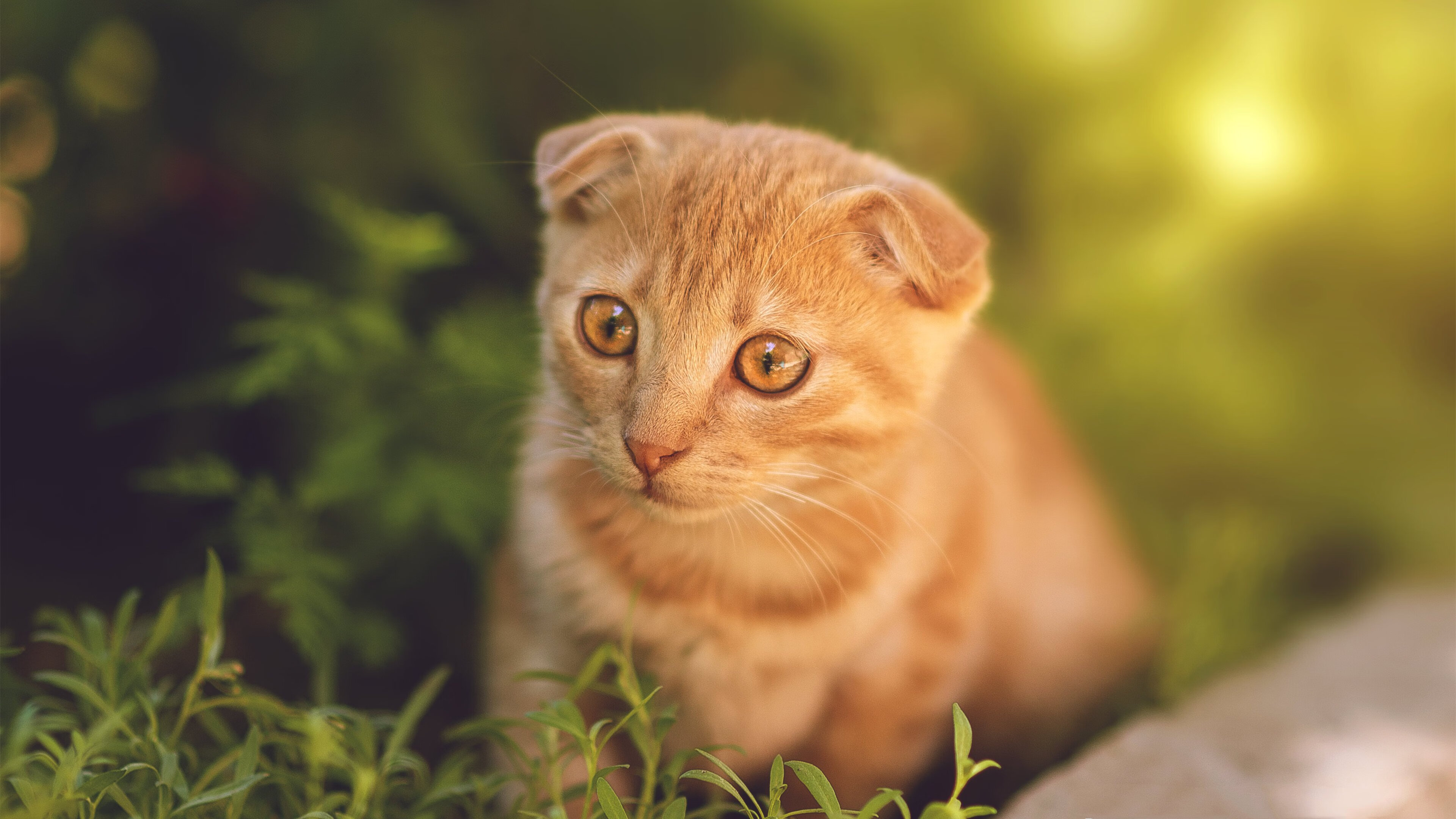 幻术终章，奥兰多迷雾吞没北境龙城