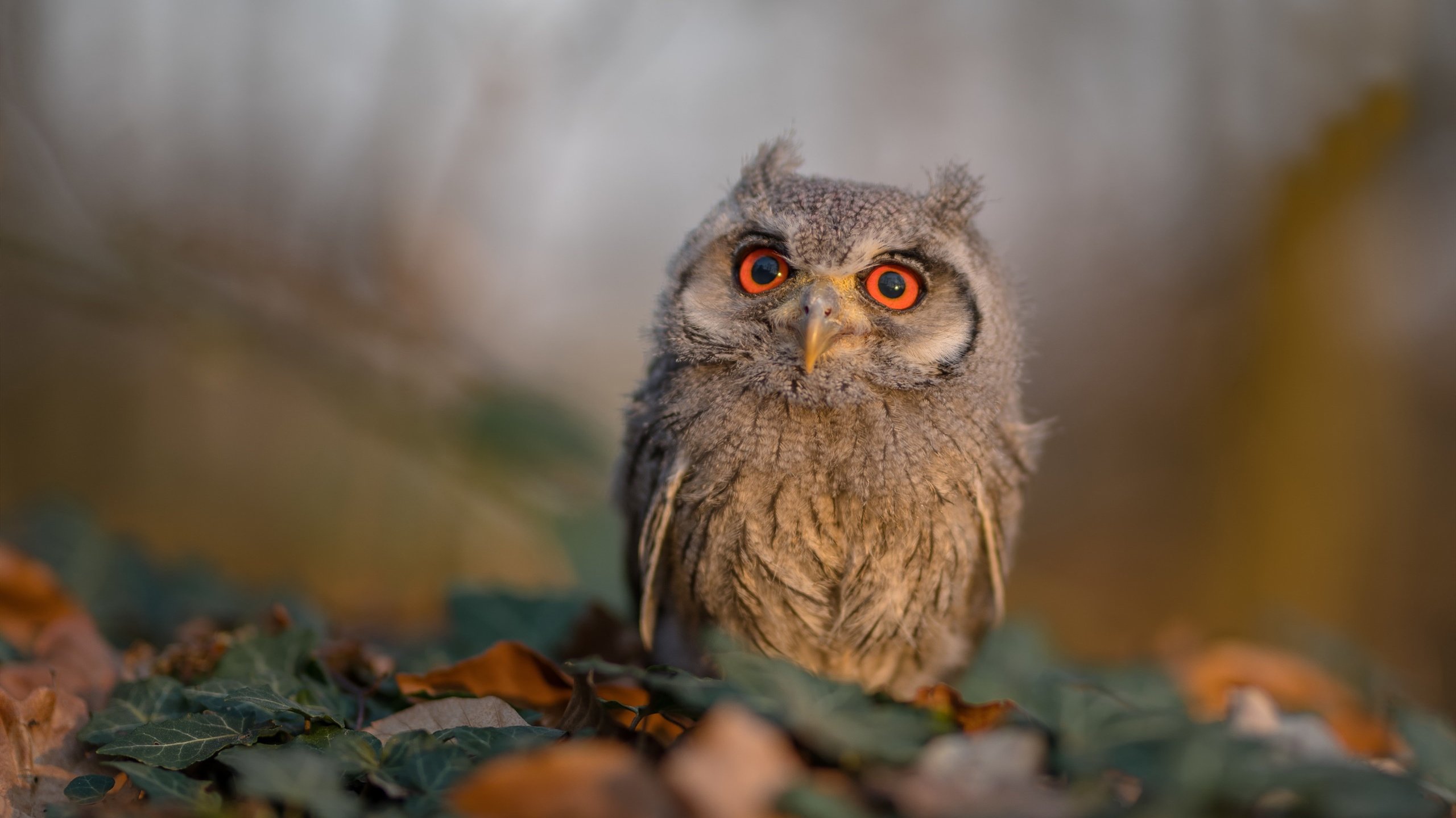 新王登基夜，当莫兰特撕裂波特兰，班凯罗统治欧洲—篮球世界的年轻主权正在更迭