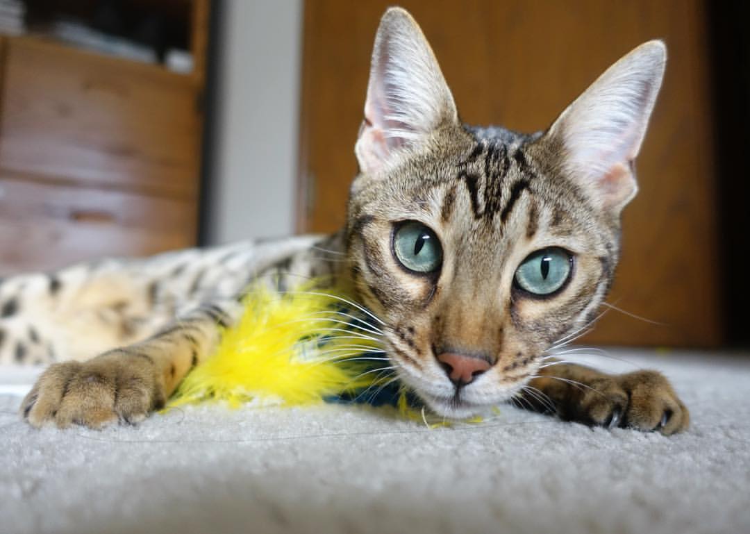 凌晨四点半的篮筐，当福登冰封NBA季后赛之夜