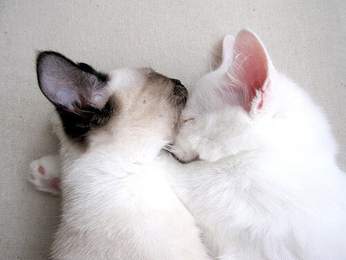 双核驱动，战术重塑，莫德里奇如何让波兰单节击溃哥斯达黎加？