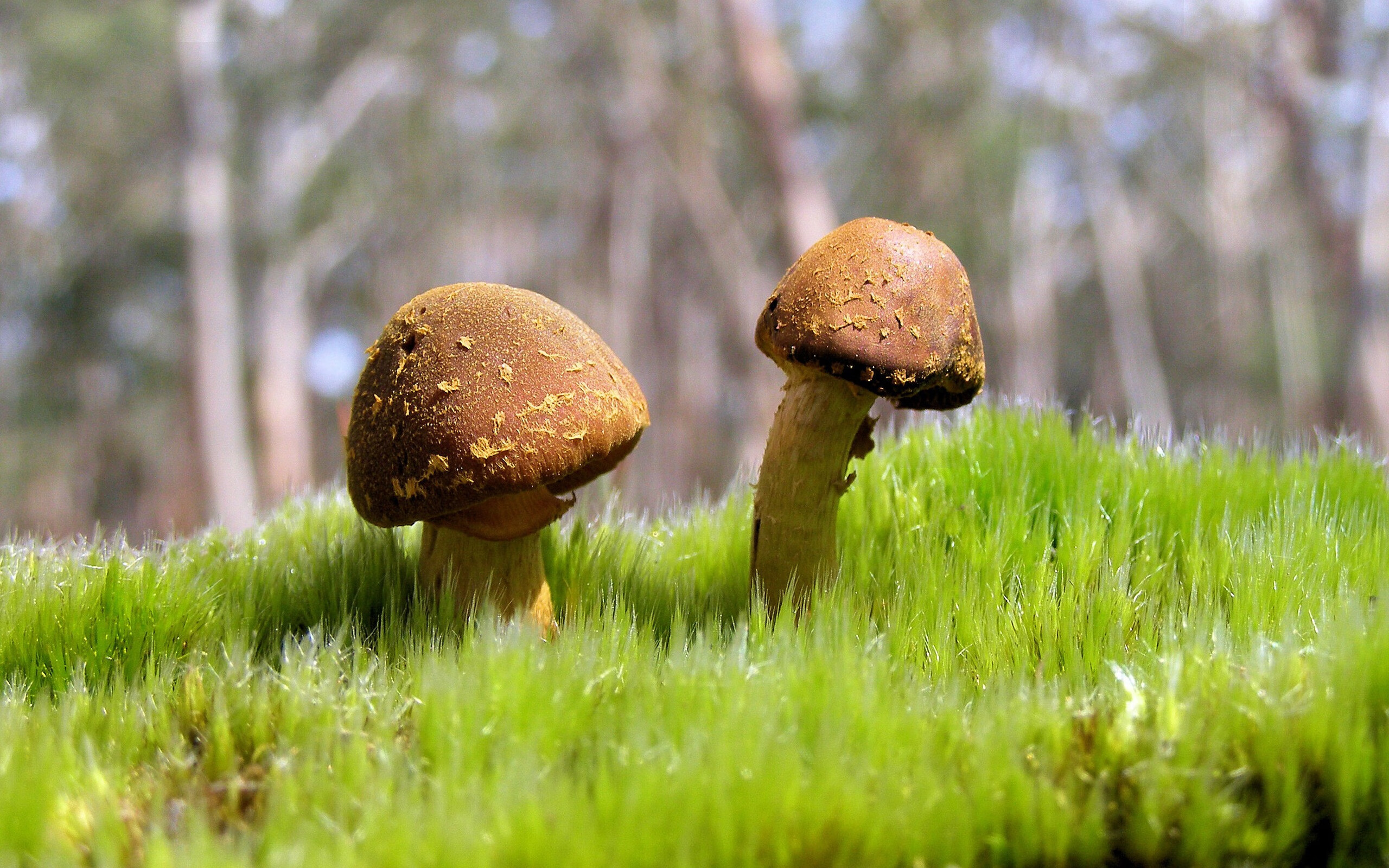 绿茵与硬木的共鸣，当国家德比的呐喊遇见深圳的无声突围