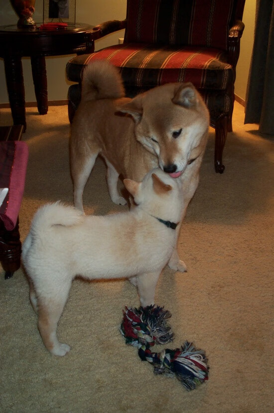 逆袭之王！贝蒂斯决胜局掀翻曼联 凯恩三记绝杀成破咒关键先生