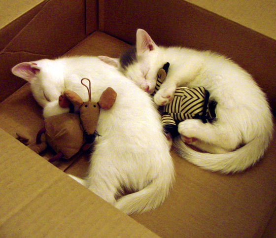 福克斯的手掌，当国家德比成为个人棋盘