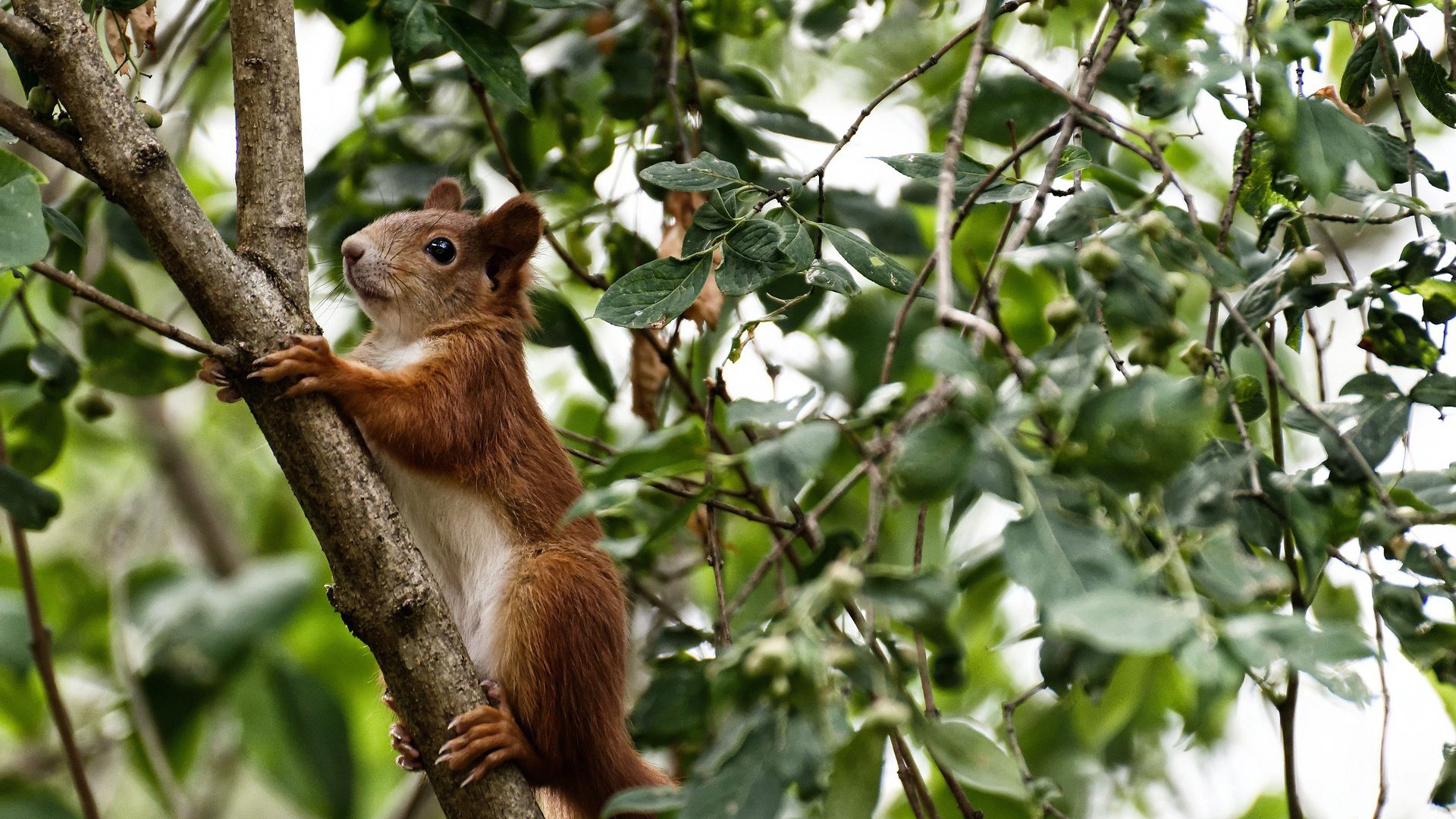 数据爆炸的比赛从未发生，恩比德如何统治一场不存在的对决？