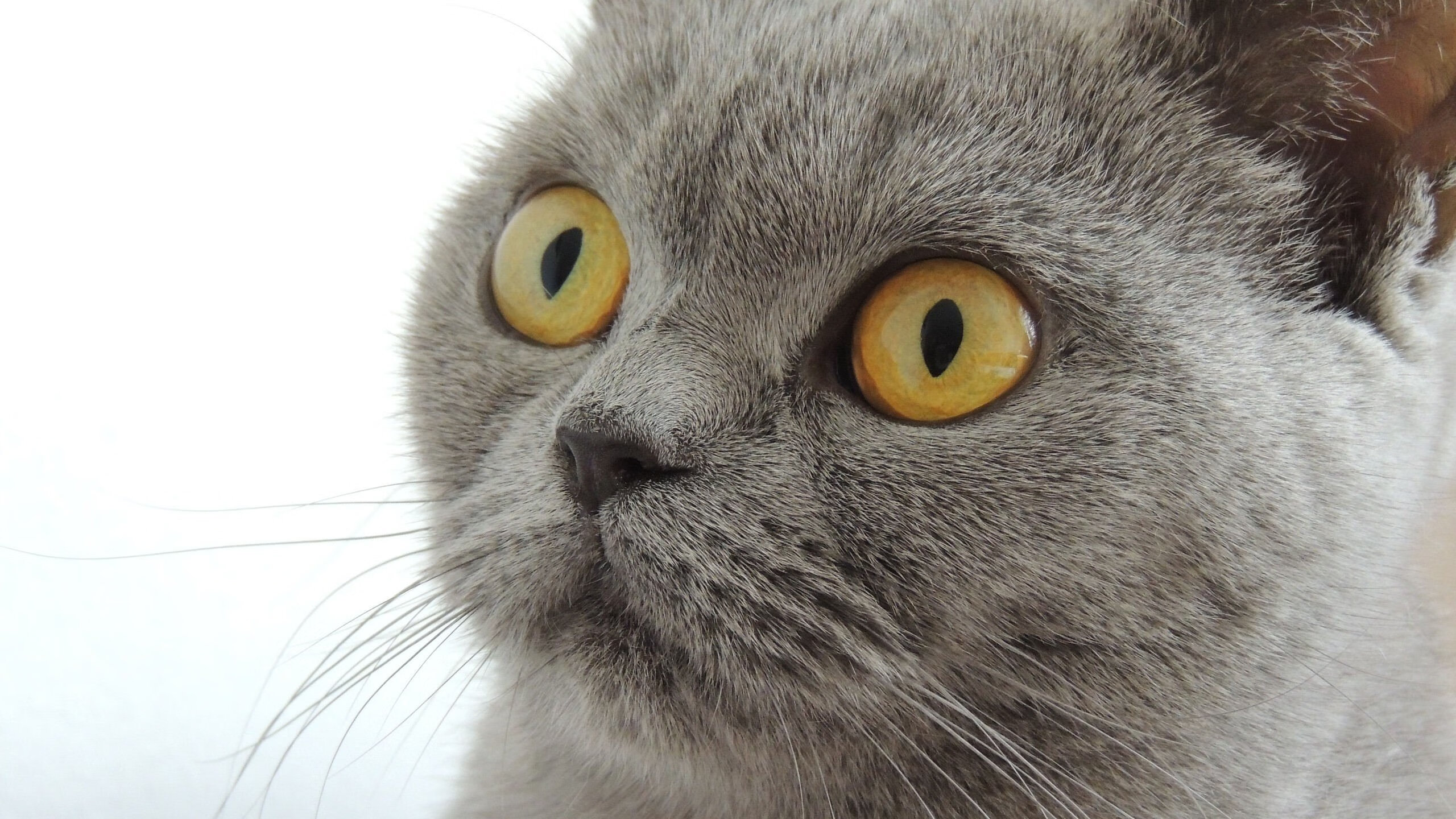 拉亚掀起进攻风暴！毕尔巴鄂三连击一波带走乌克兰劲旅