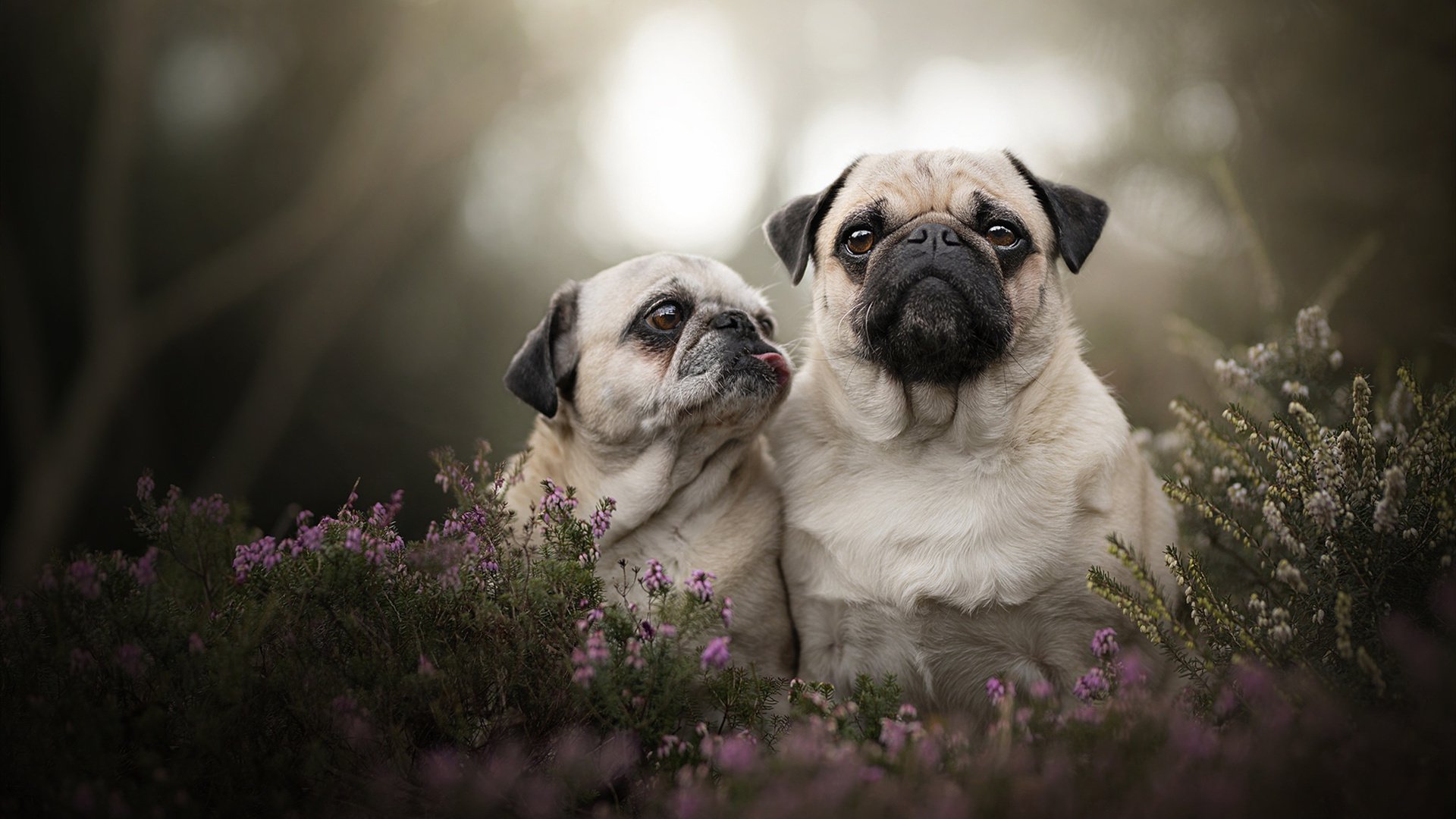 门线救主到黑马神话，德里赫特如何将摩洛哥推向历史性胜利