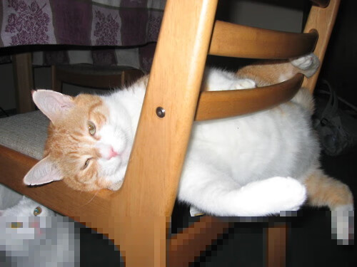 赛车场的白衣骑士？当卡瓦哈尔的赛后评分超车维斯塔潘