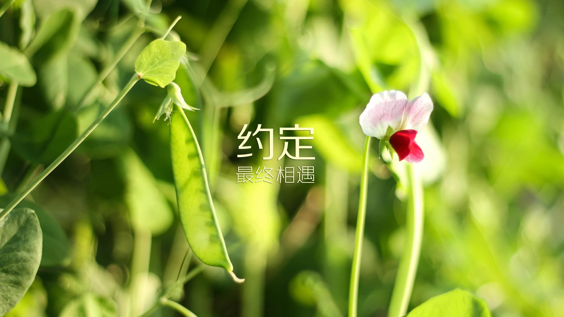 加勒比海啸席卷欧洲！哥斯达黎加四球狂胜摩纳哥，萨拉赫关键三连击改写历史